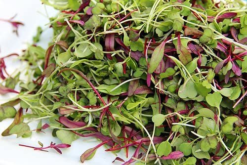 Bosileaf microgreens gallery