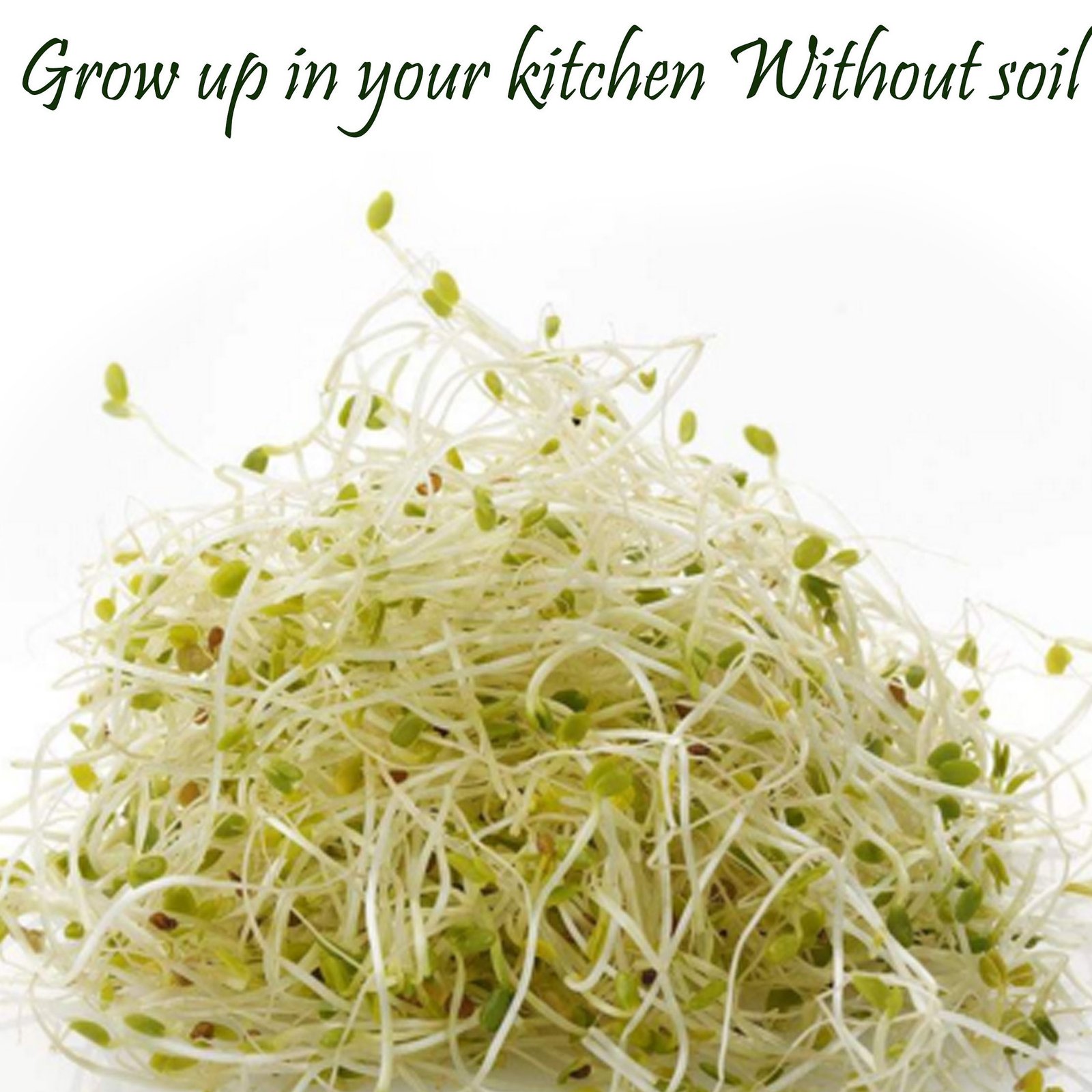 Alfalfa microgreen and sprouts Seeds -2kg