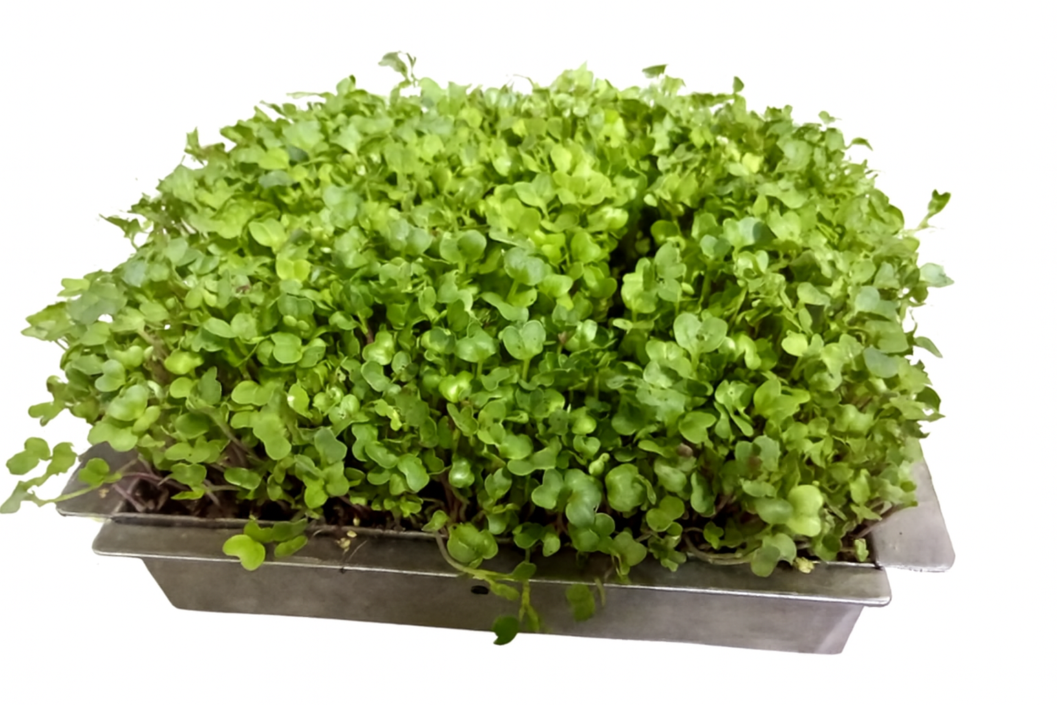 White Radish Seeds for Microgreens & Sprouts -2kg